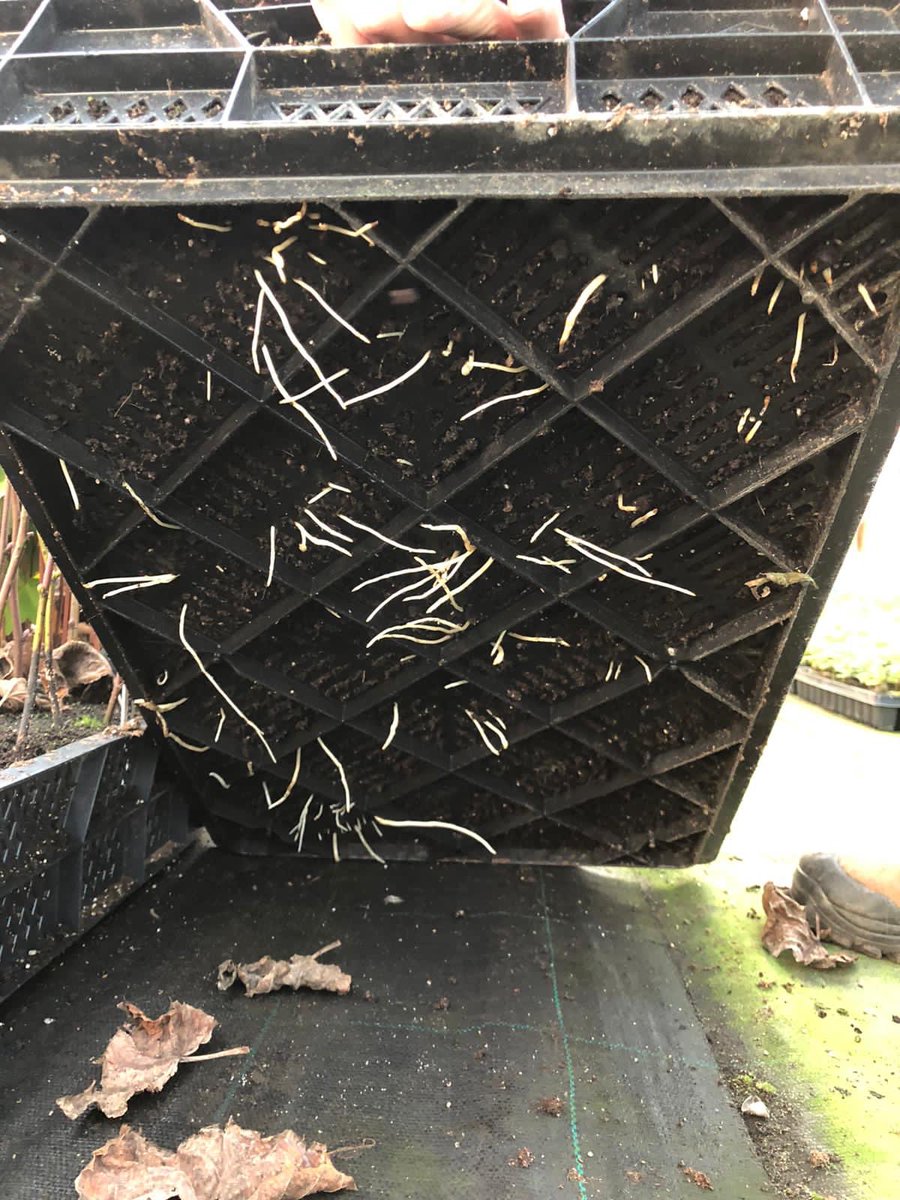 Een goed geslaagde beworteling bij zomerstek #laanbomen. Toepassing van <a href="/PHC_PlantHealth/">PHC_PlantHealthCure</a>  #Mycorrhiza in de bewortelingsfase heeft zelfs bij moeilijk wortelende soorten tot een zeer sterke wortelontwikkeling geleid. Neem contact op voor de mogelijkheden in uw teelt!