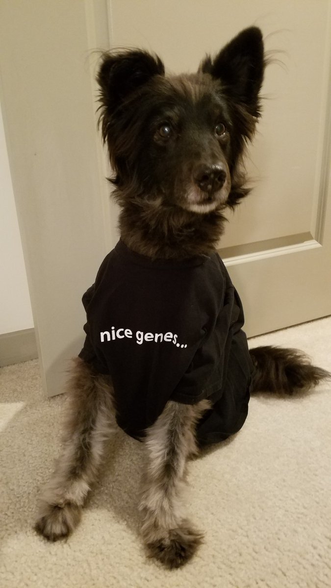 Addgene's tweet photo. We send first time depositors a welcome kit, complete with a coveted “nice genes…” shirt. Are you a recent first time depositor and awaiting your shirt? We’re delayed due to the pandemic, but we’re working on it! Note: pets don't come with the shirts 🤣 🐶#DepositorWeek https://t.co/72GNfbl6B9