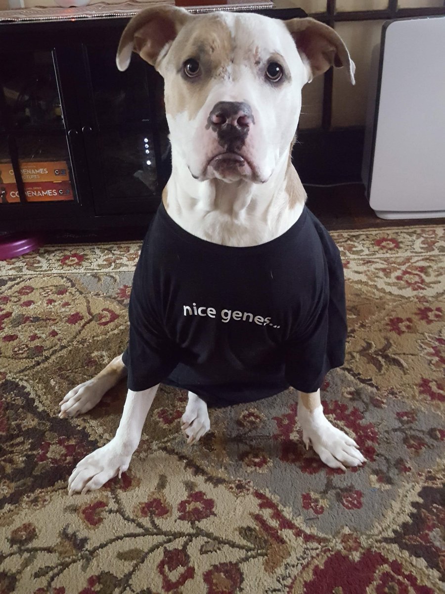 Addgene's tweet photo. We send first time depositors a welcome kit, complete with a coveted “nice genes…” shirt. Are you a recent first time depositor and awaiting your shirt? We’re delayed due to the pandemic, but we’re working on it! Note: pets don't come with the shirts 🤣 🐶#DepositorWeek https://t.co/72GNfbl6B9