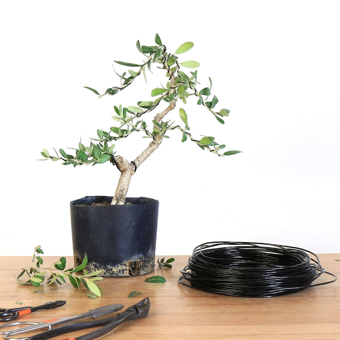 See how this tree developed from Spring to Fall. youtube.com/watch?v=5A0rCk… #bonsai #bonsaitree #bonsaistyling #olive #olivetree