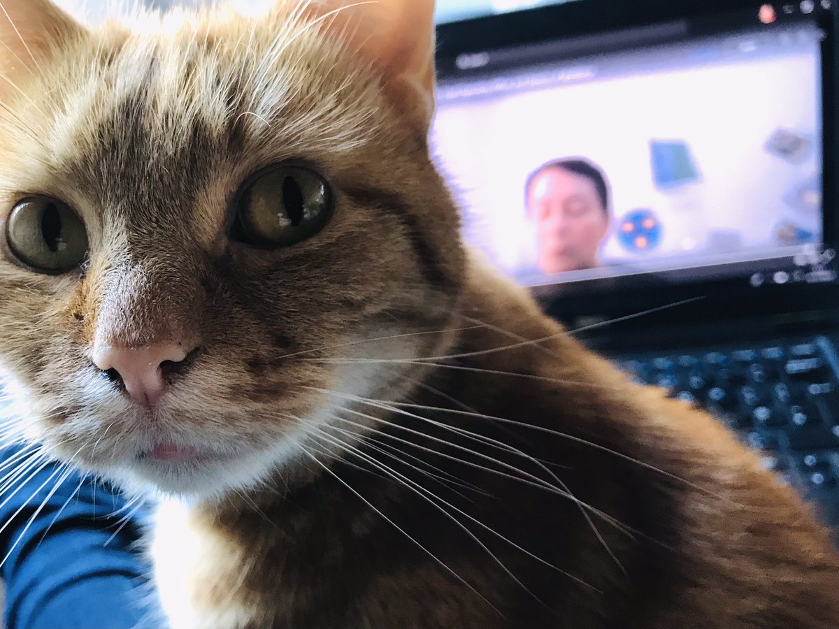 Nominated by <a href="/BeardsmoreTim/">Tim Beardsmore</a> to produce a picture to illustrate my daily life. I nominate <a href="/SusanSm99946494/">Susan Smith</a> after a fab <a href="/DPT_NHS/">Devon Partnership NHS Trust</a> Executive webinar today, even our #cat listened in! #nhscomms #CatsOfTwitter #NHS @DPT_ChiefExec <a href="/DPT_Jobs/">Join Devon Partnership NHS Trust</a> @jhobzi_hobbs