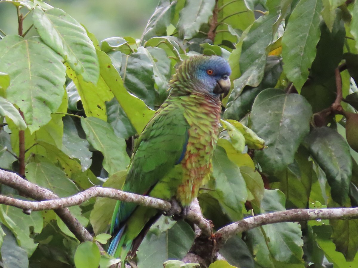 ParrotOfTheDay (eXiting). Find us on Insta/Threads (@parrotoftheday) on Twitter photo #ParrotOTD 20 November: St Lucia amazon (Amazona versicolor), endemic to the Caribbean island nation of St Lucia where it is known as Jacquot. Population has recovered from a low of just 150 birds in the 1970s. Pic by Carla Bregman via <a href="/MacaulayLibrary/">Macaulay Library at the Cornell Lab</a> macaulaylibrary.org/asset/200753971 #ParrotOTD 20 November: St Lucia amazon (Amazona versicolor), endemic to the Caribbean island nation of St Lucia where it is known as Jacquot. Population has recovered from a low of just 150 birds in the 1970s. Pic by Carla Bregman via <a href="/MacaulayLibrary/">Macaulay Library at the Cornell Lab</a> macaulaylibrary.org/asset/200753971