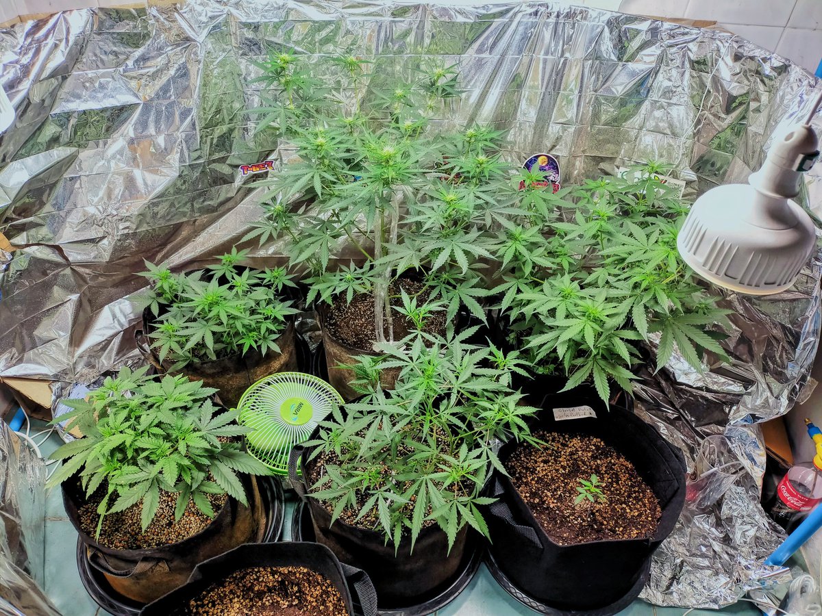 SHEISDAISY2's tweet photo. ฝันดีค่ะ😴
#ใบกระท่อม #กัญชา #กัญชาอัดแท่ง #สายเขียว #cottagecore #cottaging #cottage #Cottag #Weed #Marijuanastocks #MarijuanaRunningSuccessfully #Marijuana #cannabisculture #cannabiskontrollgesetz #cannabis https://t.co/6do53Ub2hg