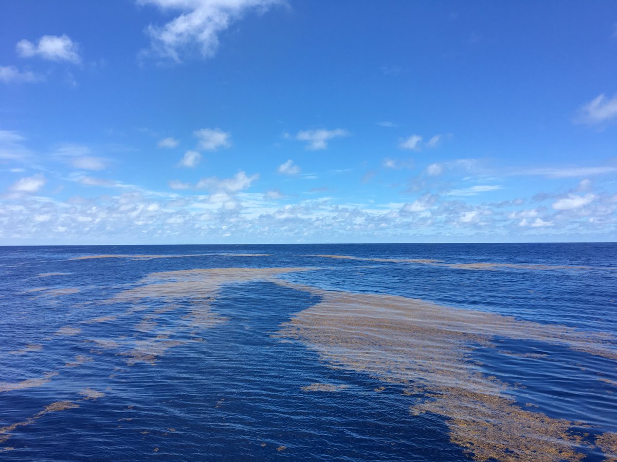 USC MEB and the MBBO graduate program now has an official twitter feed. Follow us for updates on our research, outreach activities, recruitment opportunities, and field work.