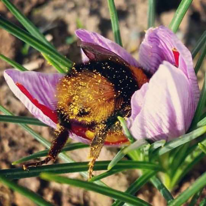 marissa_jenna_'s tweet photo. 🐝thread of ways you can help bees during the winter🐝 https://t.co/NFZOTDXqFJ