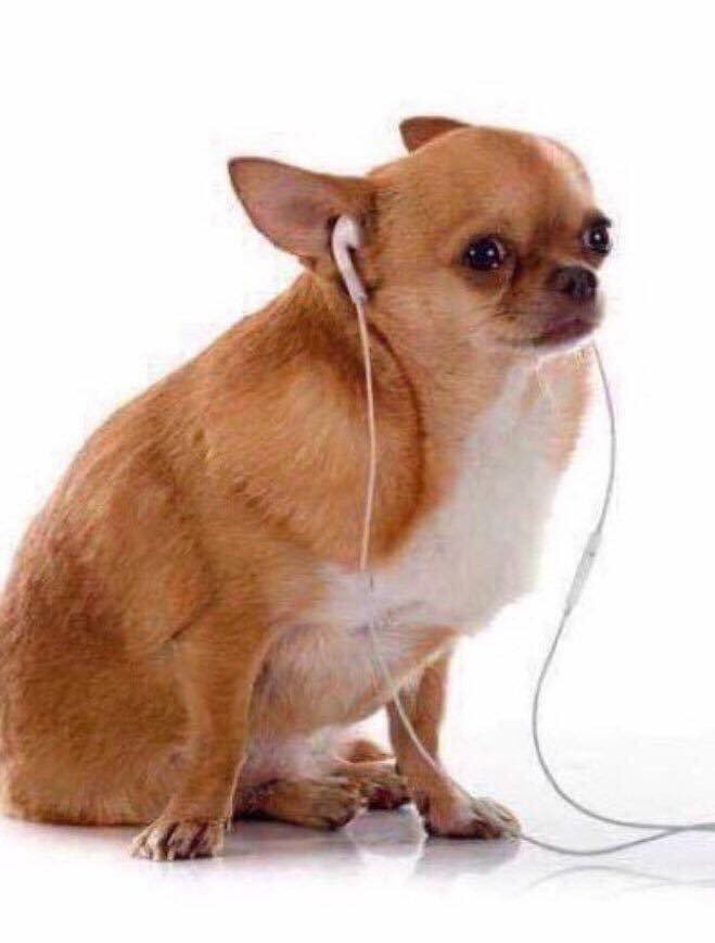 Tierradanimales's tweet image. .#TipsTDA  si a tu mejor amigo le dan miedo o asustan las lluvias, los truenos  ponle música y tápalo con una cobija...