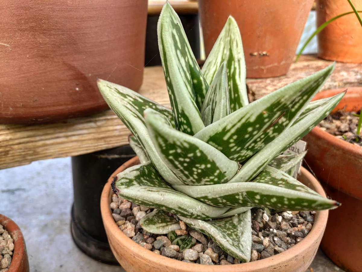 DouentzaGarden's tweet photo. x Gasteraloe 'Green Ice', an intergeneric hybrid between aloe and gasteria. It will feature in my upcoming video on aloes along with a bunch of species aloe that I grow. Coming soon.
#aloe #gasteraloe #greenice #greenhouse #gasteria #succulent #DouentzaGarden #intergeneric https://t.co/9mackzmKvx
