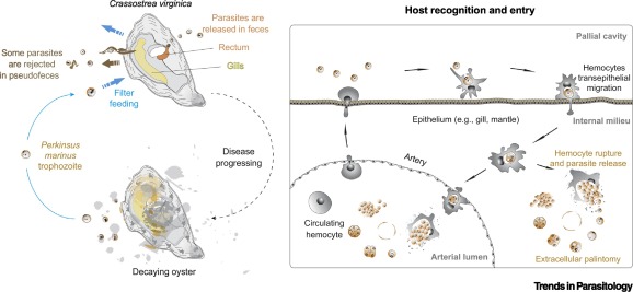 TrendsParasitol's tweet photo. Parasite of the Month: #Perkinsus marinus, a #marine #protozoan parasite responsible for the #Dermo disease in eastern #oyster Crassostrea virginica. #ParasiteOfTheMonth @BigelowLab
Free read at https://t.co/MKMqANkbfz https://t.co/8dDPRMYe4Z