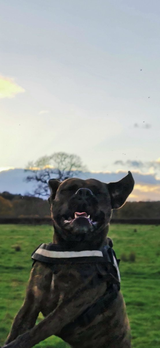 Oh, also, what does happiness look like to you? To me it's this...

#dogsoftwitter #silly #happy #smile #puppy #bestfriend #potd #lol #GroopConference2020 #whataday #countryside