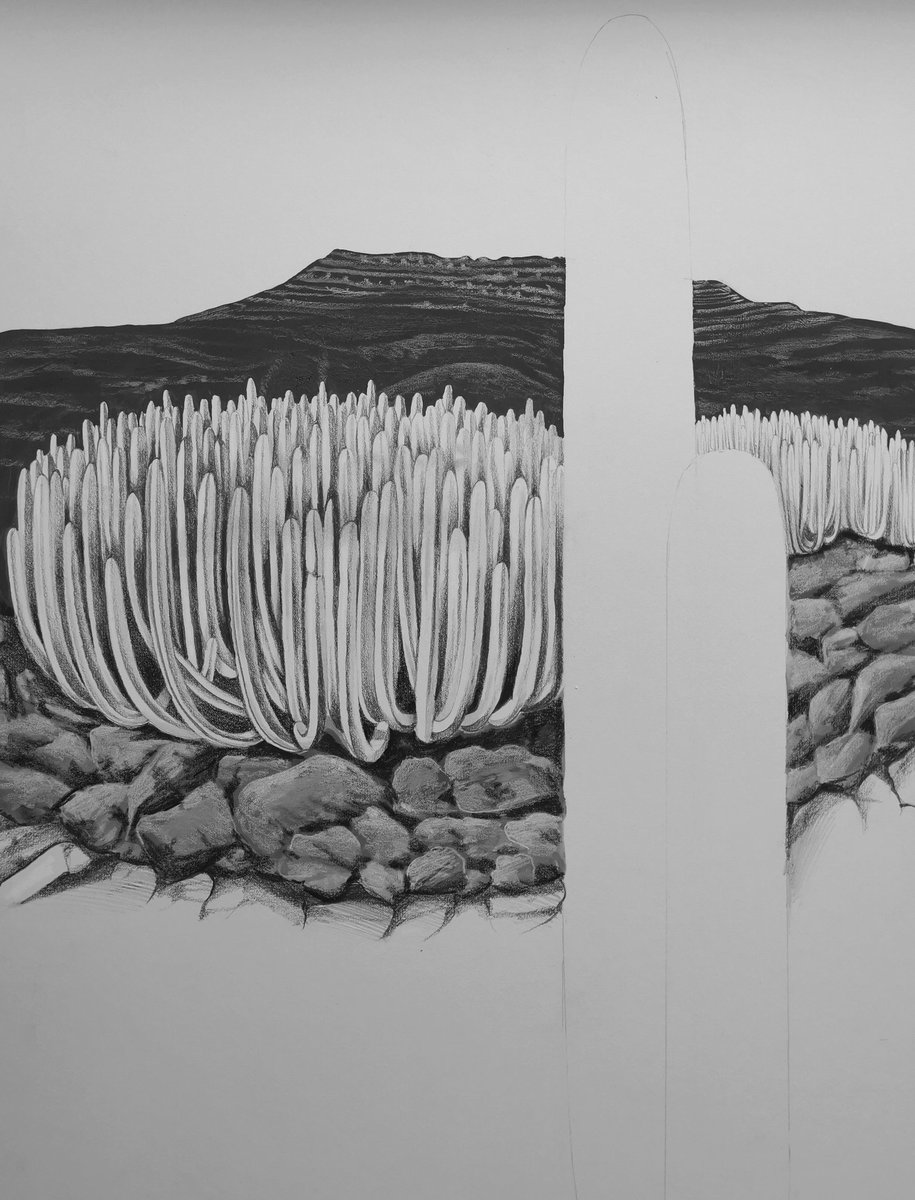 Pencil sketch backgrounds I am working on of Canary Island succulent euphorbias.
Now for the colour!