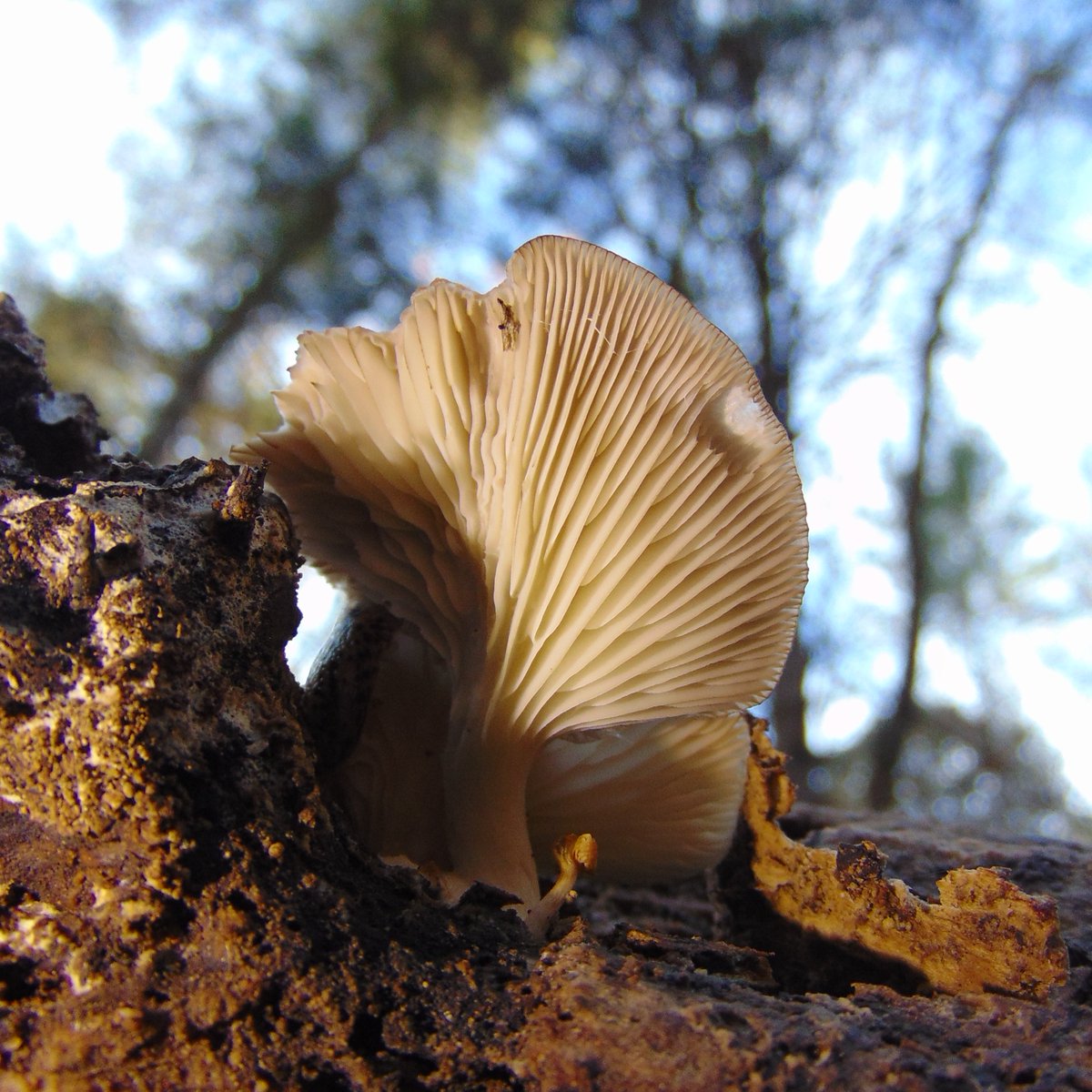 The 29th rule of the Mushroom Cult is to go in the woods and take pictures of mushrooms.