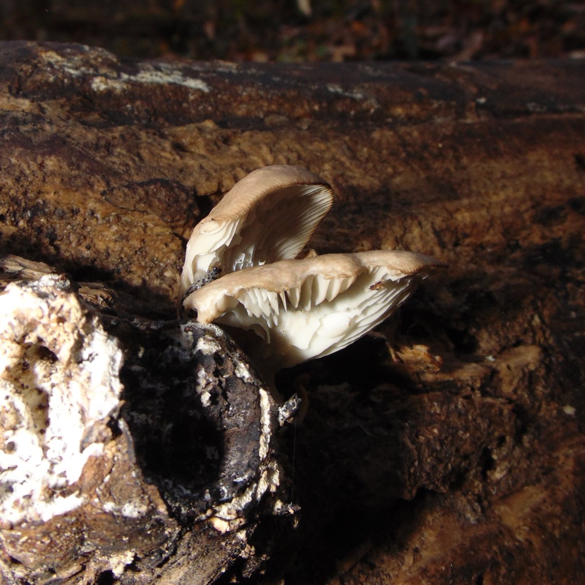 The 29th rule of the Mushroom Cult is to go in the woods and take pictures of mushrooms.