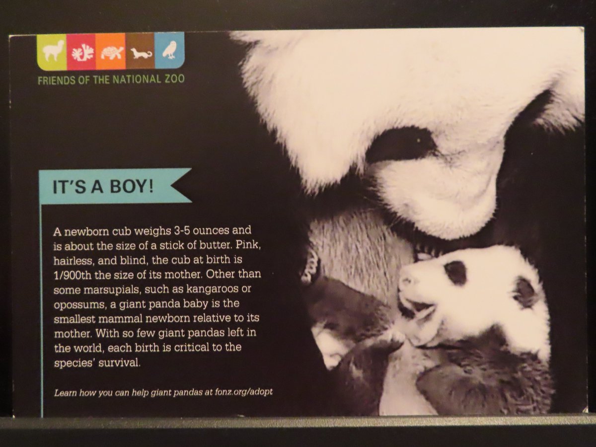 PookieDigi4Ever's tweet photo. So happy with my #AdoptASpecies panda Mom and cubby from @NationalZoo! The Mom looks so much like @MommyMei98. ❤️ @FONZNationalZoo https://t.co/VipmZV15yL