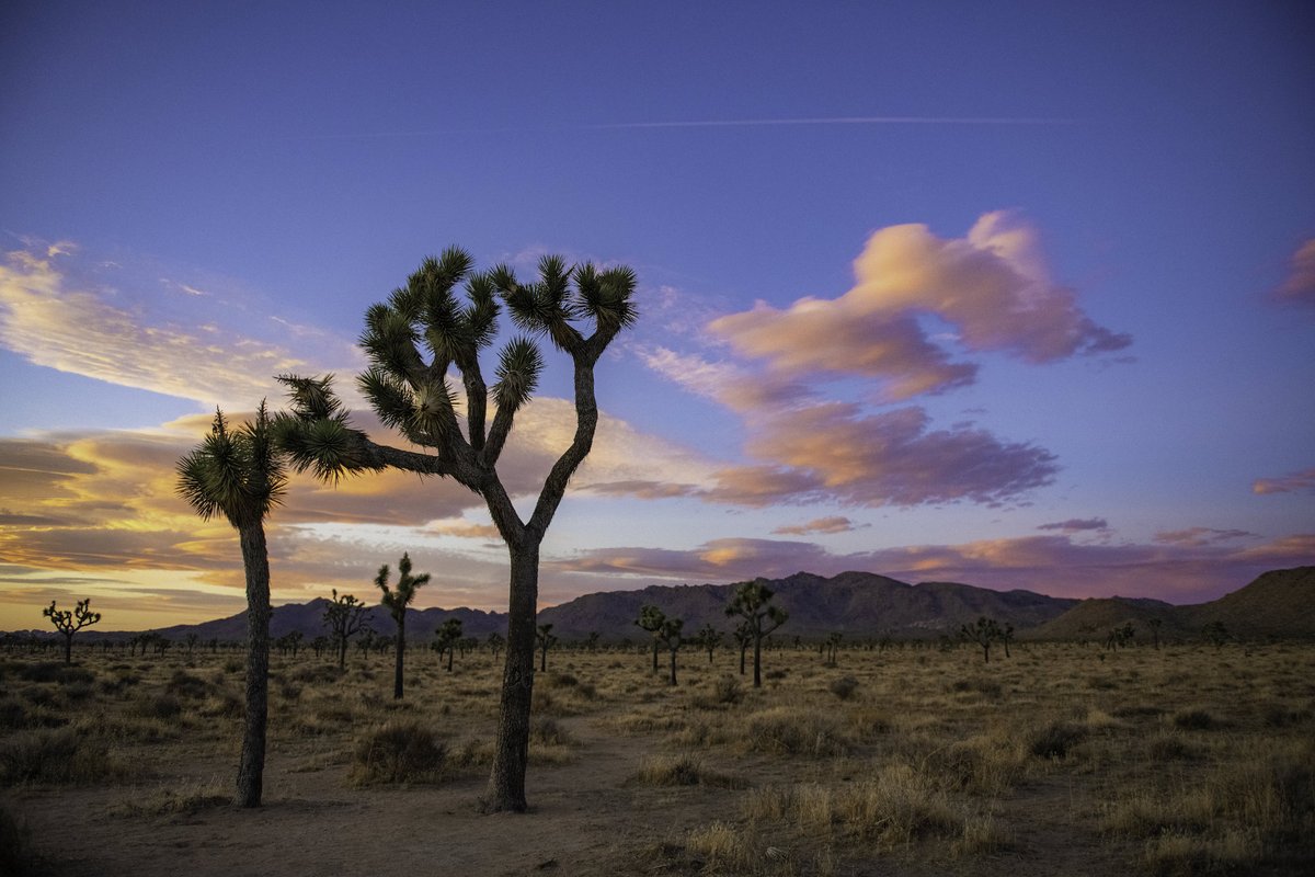 Interior's tweet photo. A stunning sky @JoshuaTreeNPS and the silhouetted trees look mid-dance #California https://t.co/4QpjoD3QJm