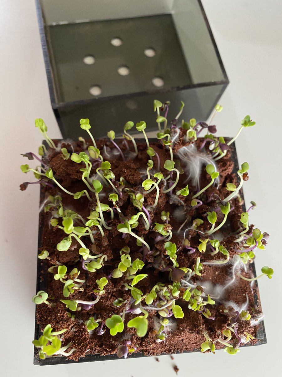 JanPOSchuemann's tweet photo. Day 3 and 4, that's some fast growing seeds.
Let's make Mars green again.
#PrecisionXray #RadRes2020. https://t.co/tlkWGyfTal