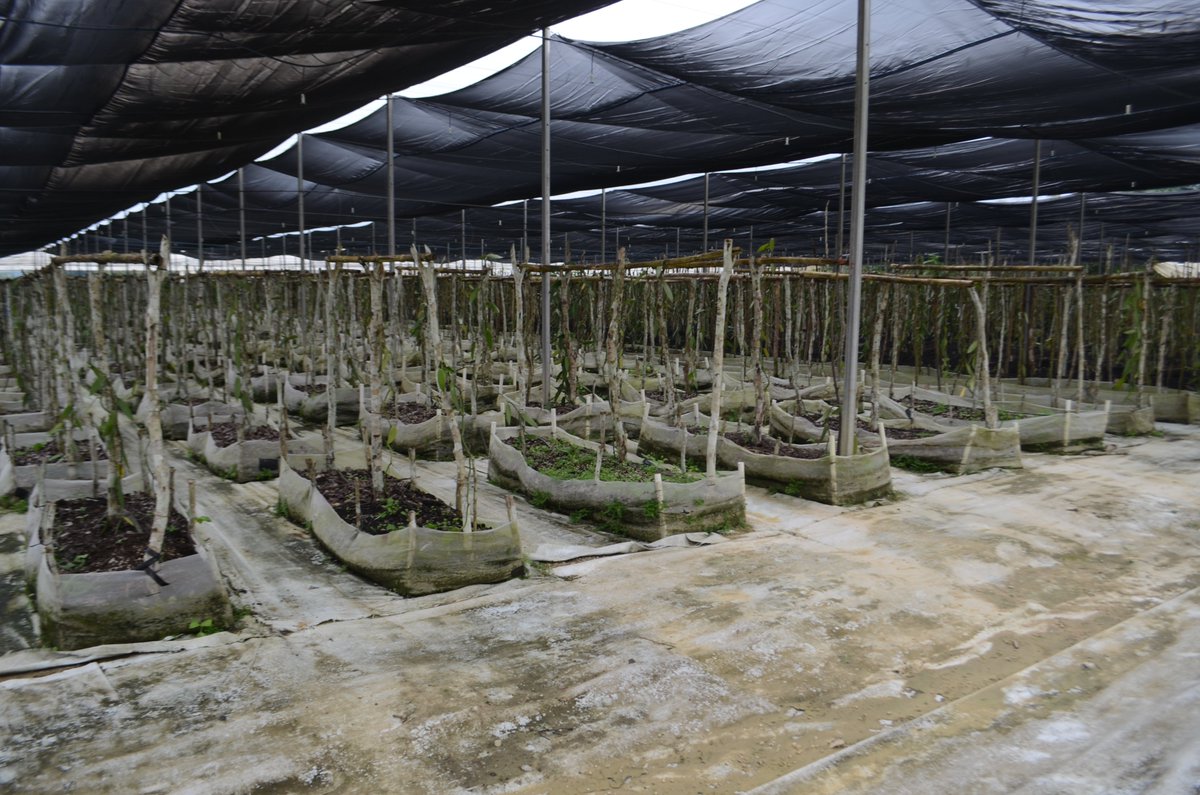 Large vanilla greenhouse in Mexico.
#vanilla #vanillabean #vanillaplanifolia #pompona #vanillapompona #vanillabeans #mexican #mexicanvanilla #mexicanvanillabeans #vanillabakery #vanillasugar #vanillacookies #baking #vanillaplant #orchid #vanillaaroma #mexicanproduct