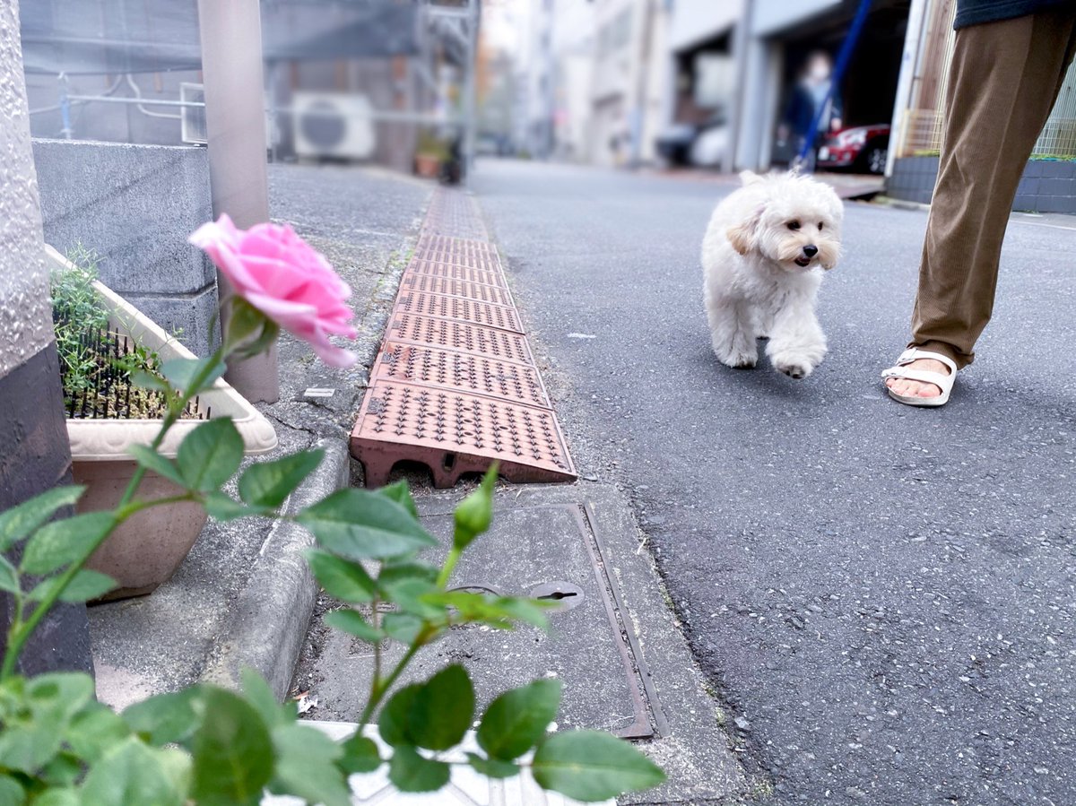 Rt Inu Beer 犬の歩く効果音は つーたかつーたか