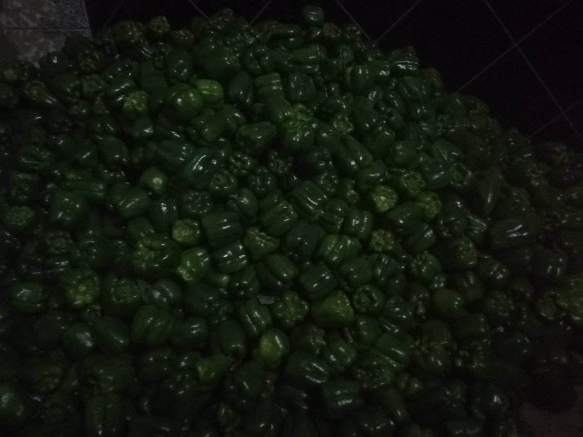 BenicaTheFarmer's tweet photo. Packaging
#Greenpepper
#Class1
#BenicaFruits&amp;Veg
#SparGroup
#Best Quality https://t.co/V7dNX4toCh