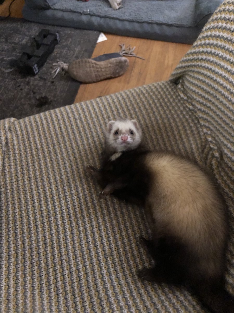 ObservantFerret's tweet image. Our newest addition to the business. Barnaby Rudge.  I know I’m a bit early but... #FerretFriday