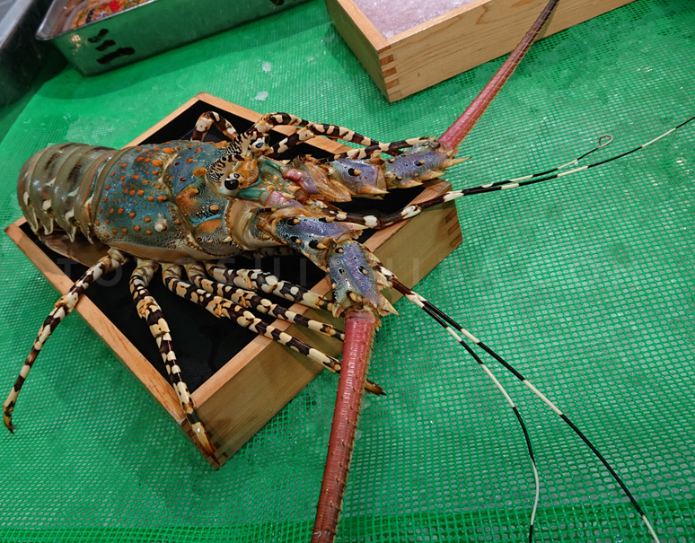 仕入れ担当が「#気持ち悪いイセエビ」 と称した『#ニシキエビ』です