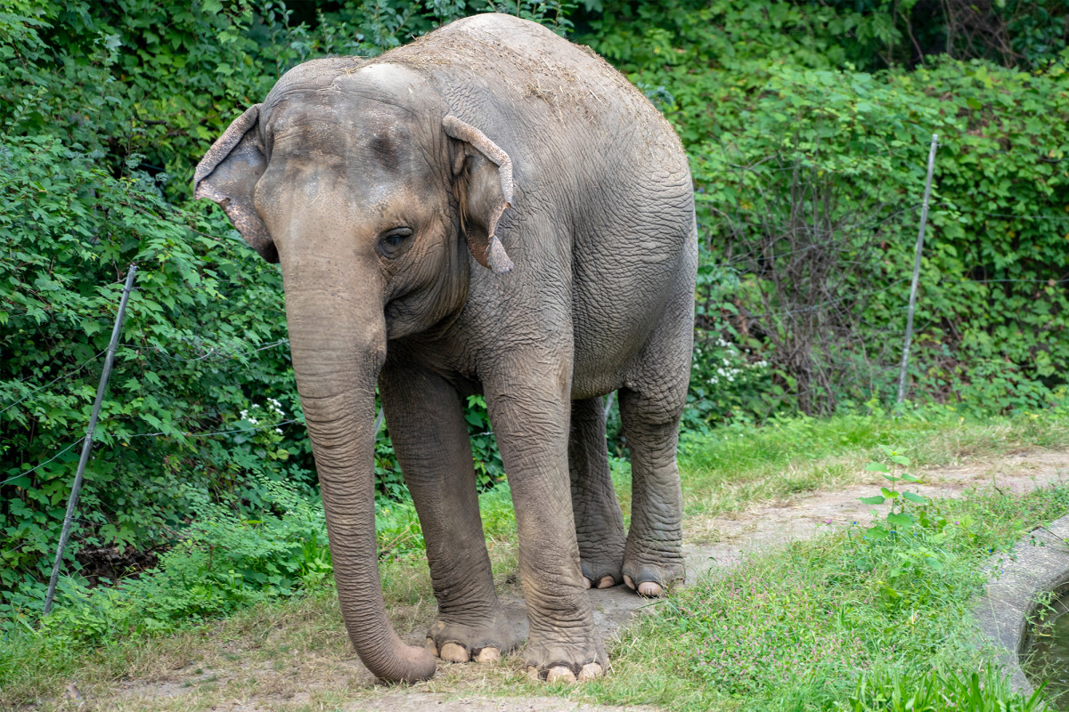 nypost's tweet photo. Animal rights group urges court to recognize Bronx Zoo elephant as a person https://t.co/z7mWtT4Sp2 https://t.co/Pr4ZEfJJwf