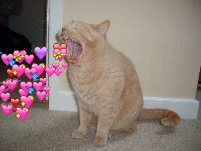 sigyn 🥀 (en pausa) tweet media