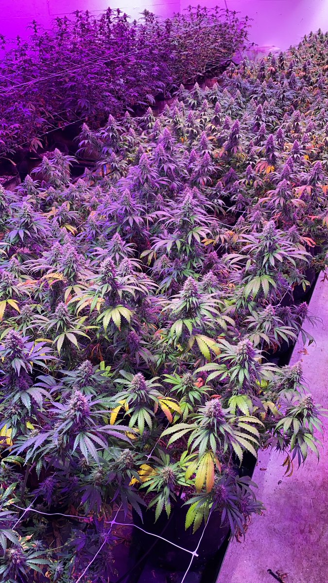 hellscannabis's tweet photo. A https://t.co/RbkMc9QrsM