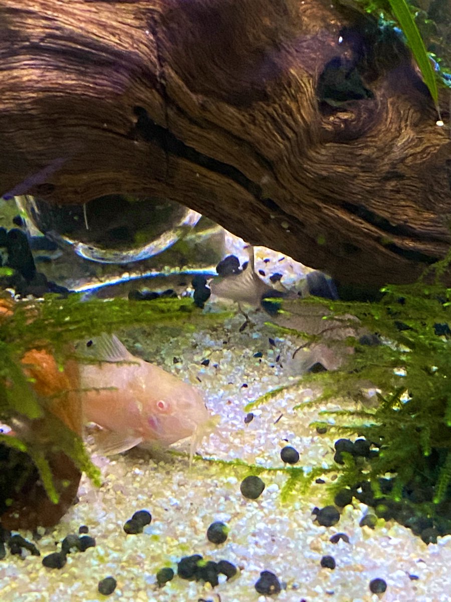 パンダコリドラス