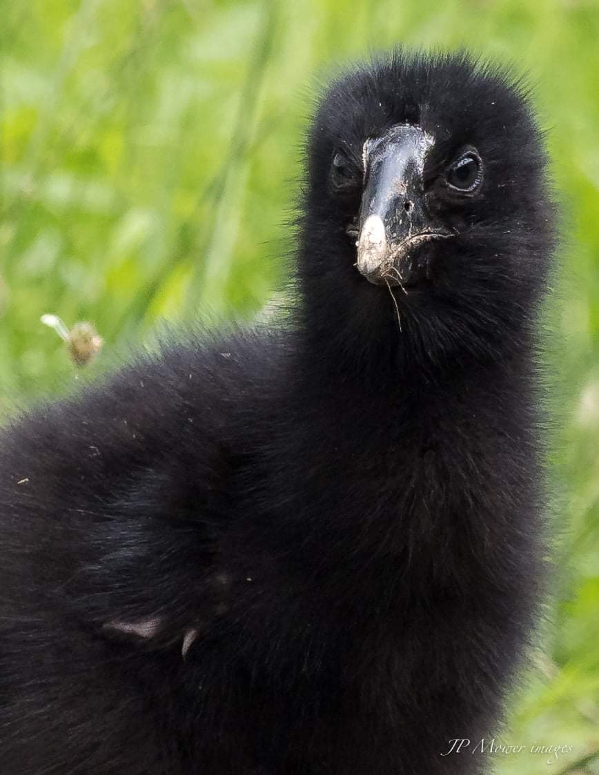 Could the future be more beautiful than the 2020 Takahe chicks of #tiritirimatangi. Just one more reason to come visit. @birdsofaotearoa @docgovtnz @Forest_and_Bird @OSNZBirdsNZ