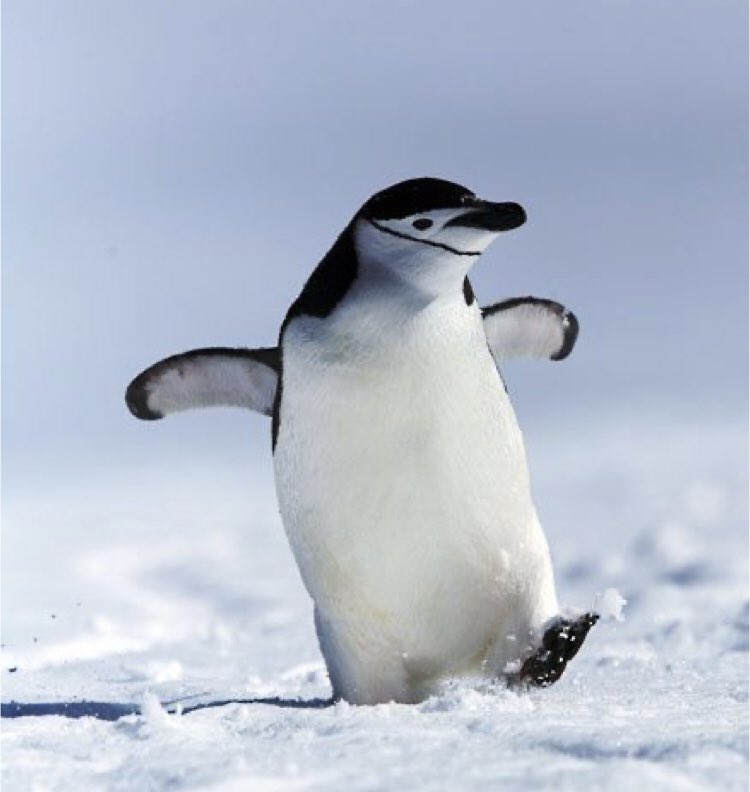 DarwinWayneDar's tweet photo. #SaveArctic #SaveAntarctic
#SaveAnimals #SavePenguins https://t.co/k5Br1SdhAz