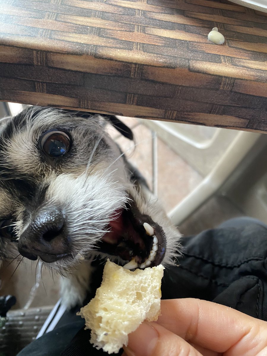 HozumiBerger's tweet photo. New England clam chowder in Sourdough bowl and fried zucchini lunch. #eatlocal #LunchTime #MyDogZen #SeaFresh 明日から又レストラン自粛が改めて始まるそうで久しぶりにクラムチャウダーとズキニフライを外食してきました。#地元で外食 #昼食 #うちの子善 https://t.co/UCm8wl0MW6