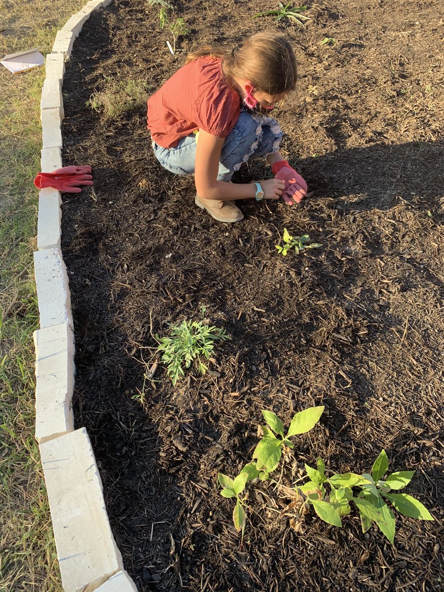 MurninGardeners's tweet photo. Watering and weeding our growing garden on this beautiful day @NISDMurnin #pollinatorprotectors @NISDElemScience #nisdprojectacorn #monarchheroes https://t.co/otn0kYRgsS