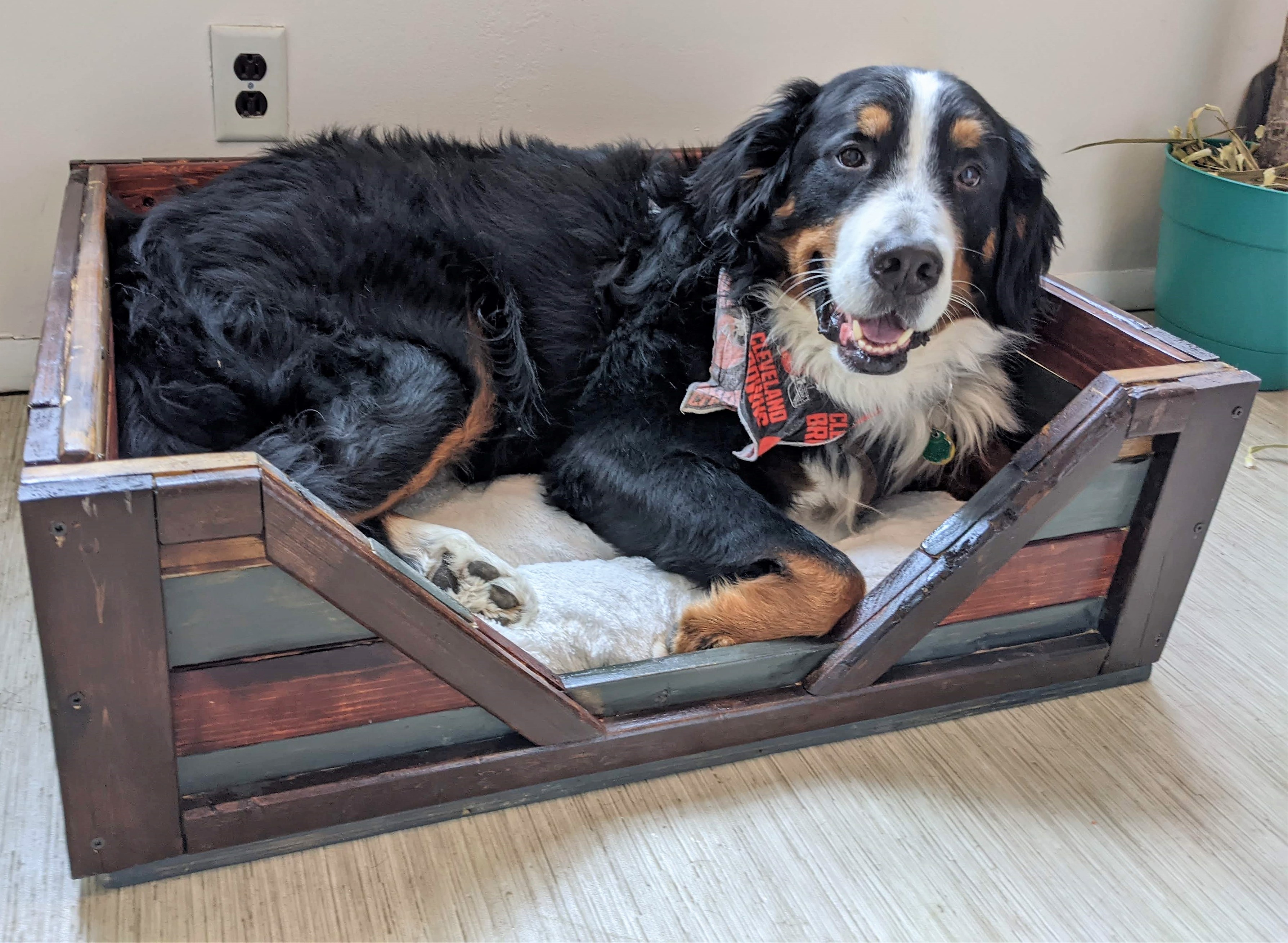 Best dog bed for bernese mountain dog online