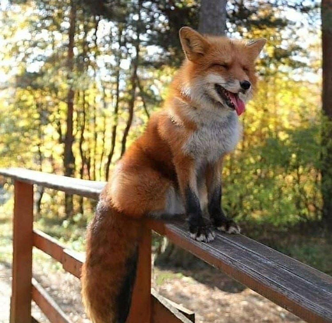 The daily Fox tweet media