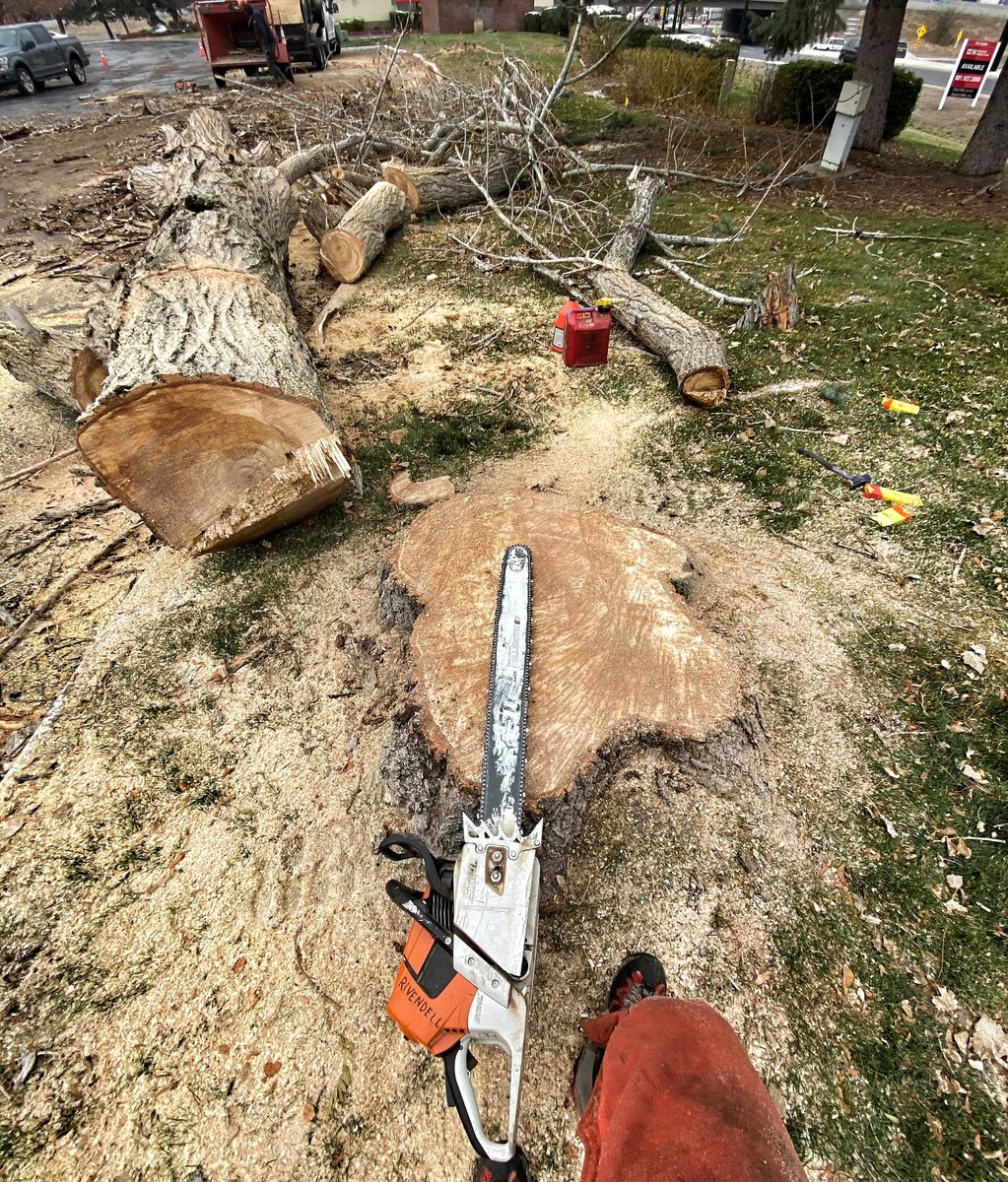 This Stihl 661 is looking a little short today!

#treecare #treework #treeremoval #treefelling #treebiz #treestuff #treelife #treepruning #trees #arborist  #arblife #arboriculture #utah #mountains #landscape #views #outdoors #nature #stihl #chainsaw #safety #work #rivendelltree