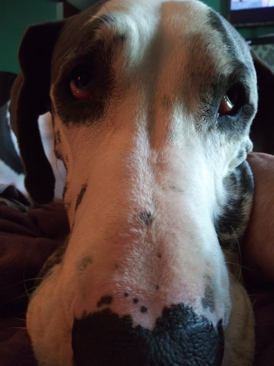memyselfni03's tweet photo. My best friend my Gus is in bad shape. To most he's a dog. To me he is everything. Positive vibes for my boy. He goes to the vet soon. #mommasboy #greatdane #sendlove https://t.co/VMl2yvwe8R