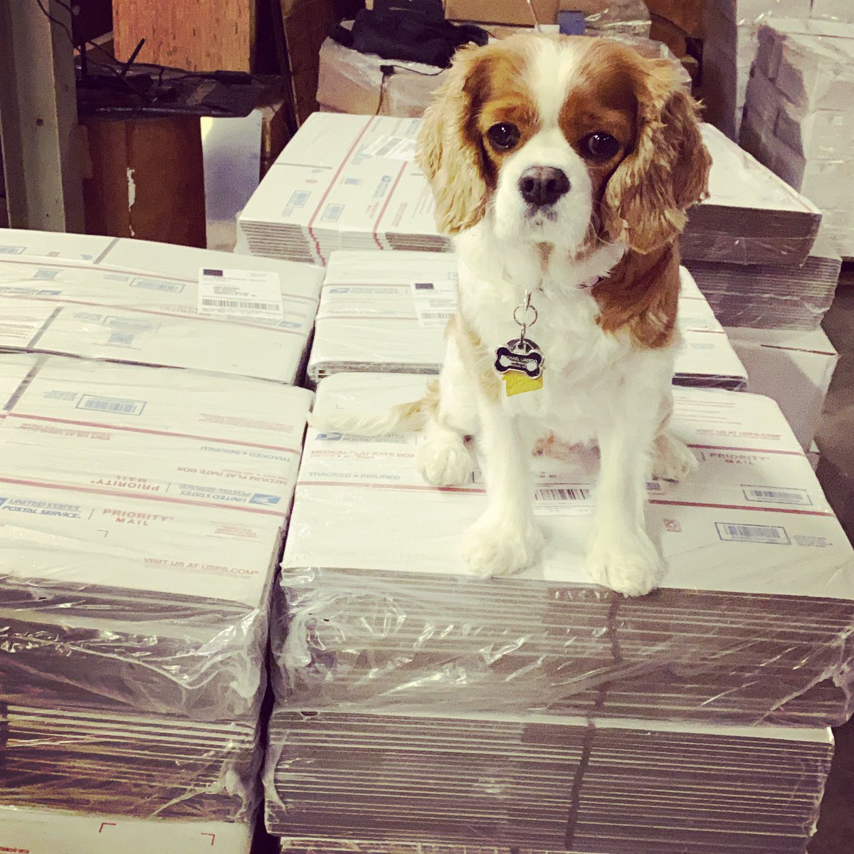 Bella is ready to start shipping some 🔥 Cornhole bags! 
#throwfire

#fire #firecornhole #cornhole #acl #aclcornhole #americancornholeleague #aclpro #cornholebags #cornholeboards #cornholetournament #sports #livesports #espn #bags #starter #starterseries