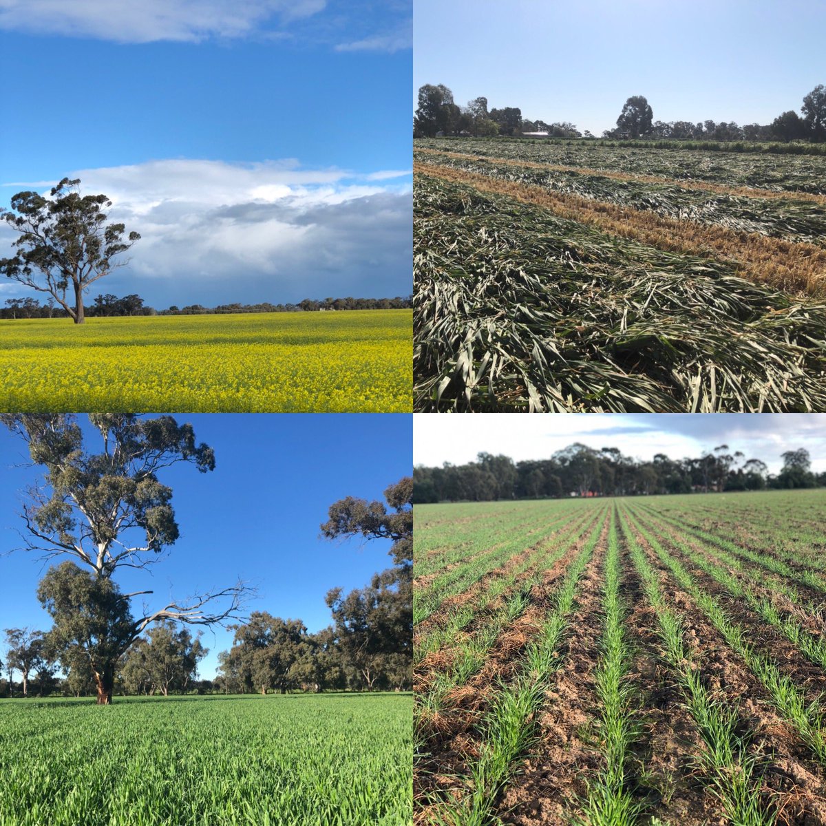 It’s that time of year again - National Ag Day! If 2020 has taught us anything it should be how proud we should be of what we can produce to sustain our own country #AgDayAU #aussieproud