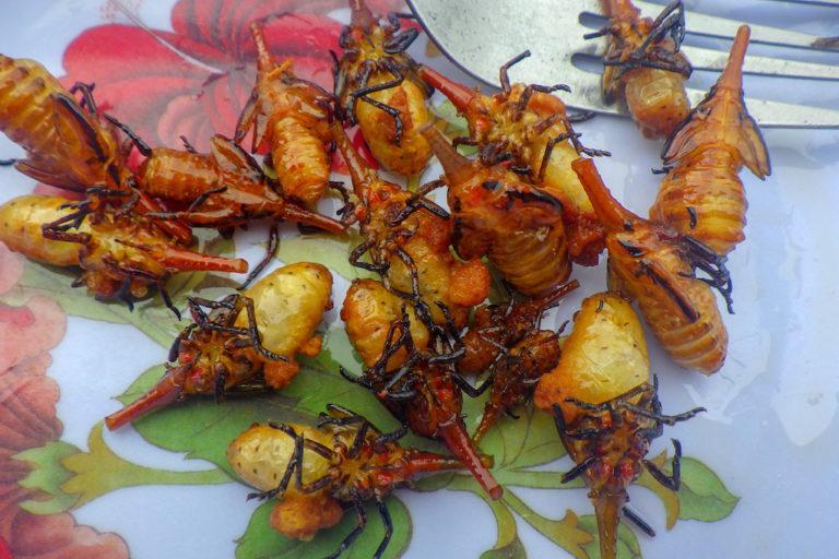mongabay's tweet photo. Two insect farming projects have taken off in Madagascar as a way to provide precious protein while alleviating pressure on lemurs and other wild animals hunted for bushmeat, @EmilieFilou reports: https://t.co/pdZJGqkr34 https://t.co/uUOuLepDaS