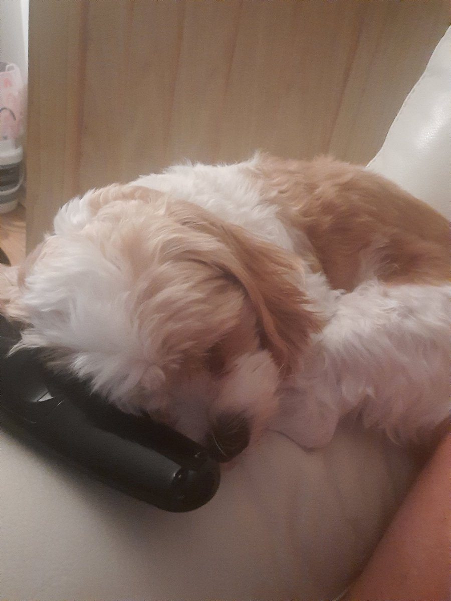 Report me for animal cruelty.....