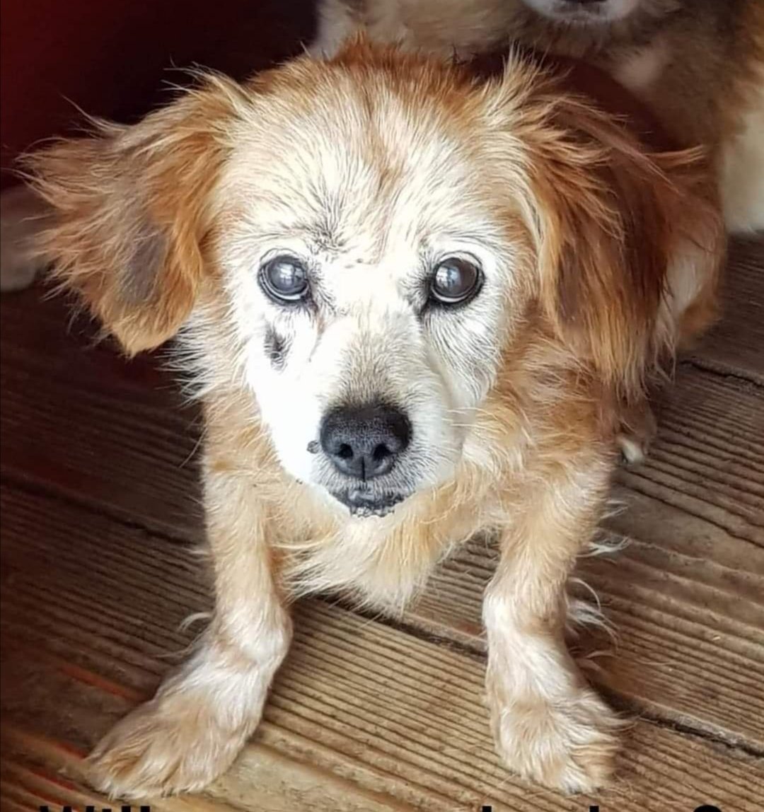 Paws2RescueUK's tweet photo. Old George was attacked in the shelter by other dogs. Next week he would have come to the UK to his family. Now he will die in Romania thanks to Eurotunnel. Please sign and share @PeterEgan6 @domdyer70 https://t.co/91UVE4kKPd https://t.co/LrgLOnGyu4