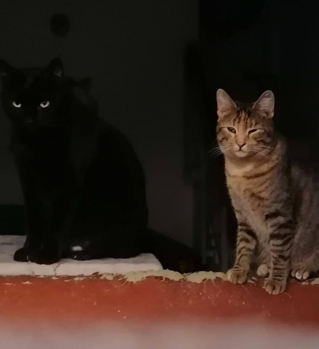 Disney y Hermione os desean un feliz descanso!!
BUENAASS NOCHEESS FELINOOSS!! #BuenasNoches #BuenasNochesATodos