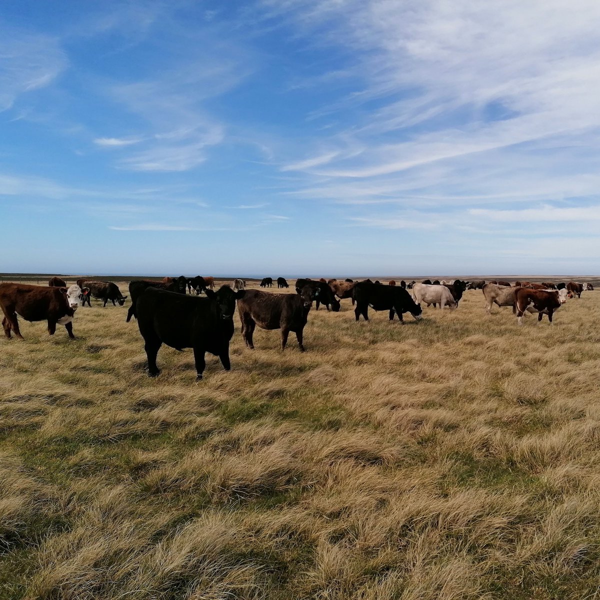 ben_benebf's tweet photo. Cape Dolphin cattle ranching, life goes on for the stockman! https://t.co/BbSyPRiguo