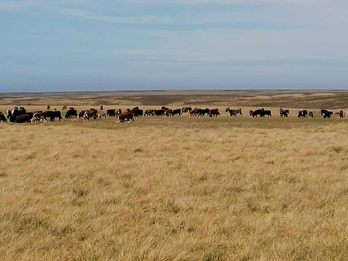 ben_benebf's tweet photo. Cape Dolphin cattle ranching, life goes on for the stockman! https://t.co/BbSyPRiguo