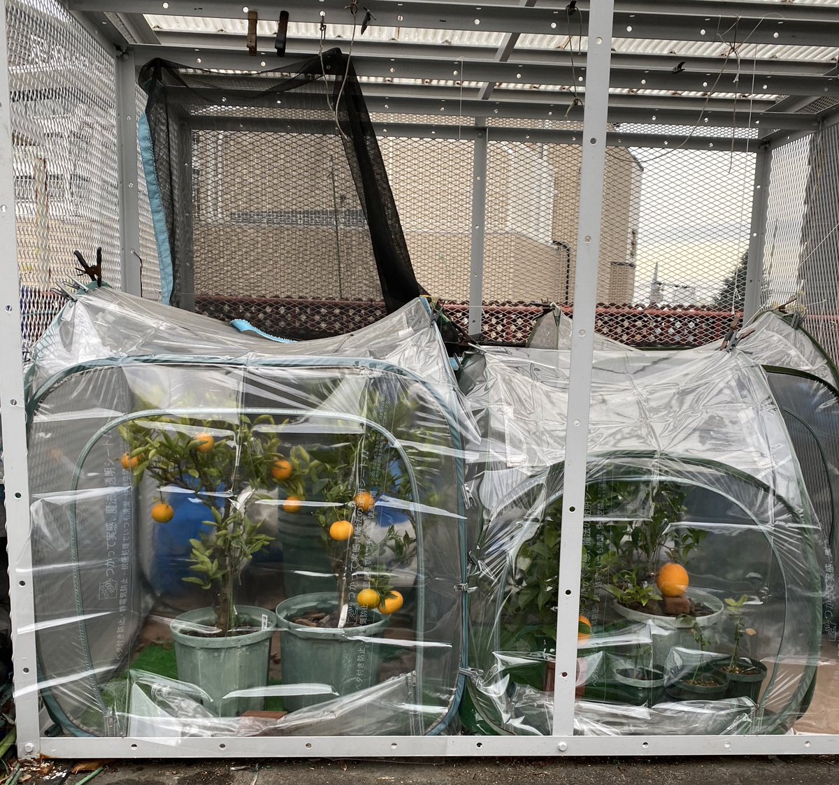 果樹栽培が大好き A Twitteren 冬支度 明日から寒くなる予報なので 柑橘類を簡易温室へ 温室に収容出来ないものは 周りをブロックで囲み ビニールシートでカバーしました 寒さに弱いレモンはサンルームへ