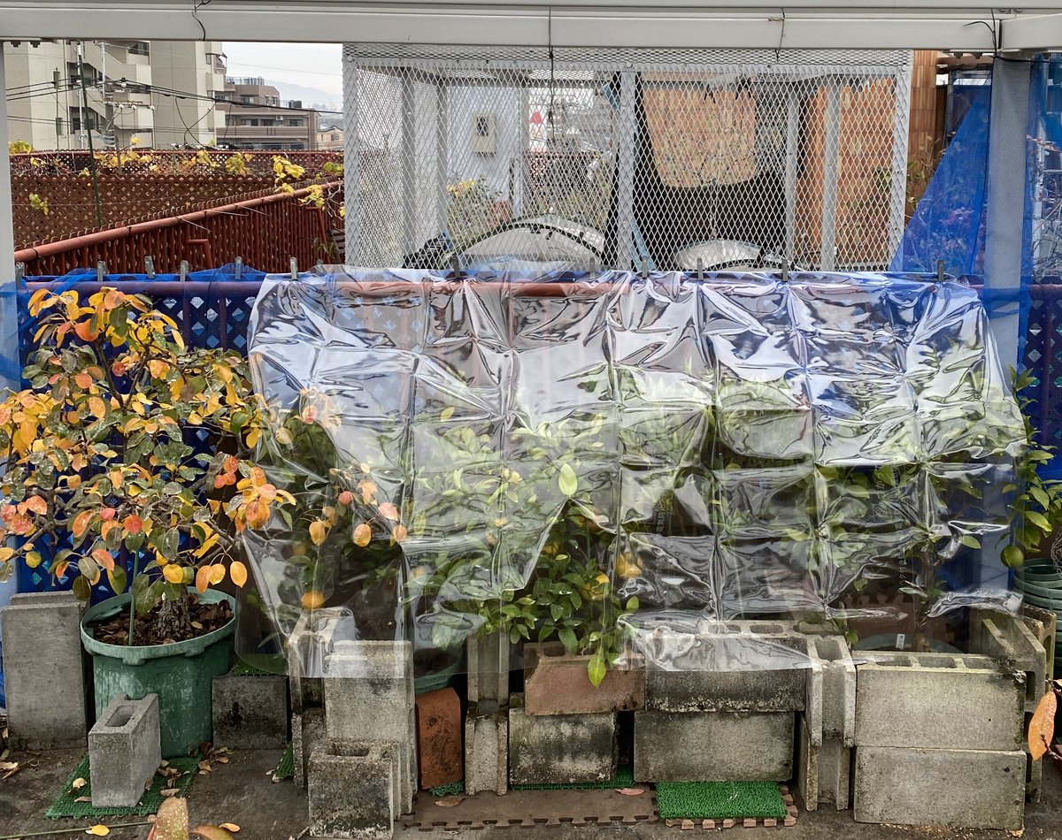 果樹栽培が大好き A Twitteren 冬支度 明日から寒くなる予報なので 柑橘類を簡易温室へ 温室に収容出来ないものは 周りをブロックで囲み ビニールシートでカバーしました 寒さに弱いレモンはサンルームへ