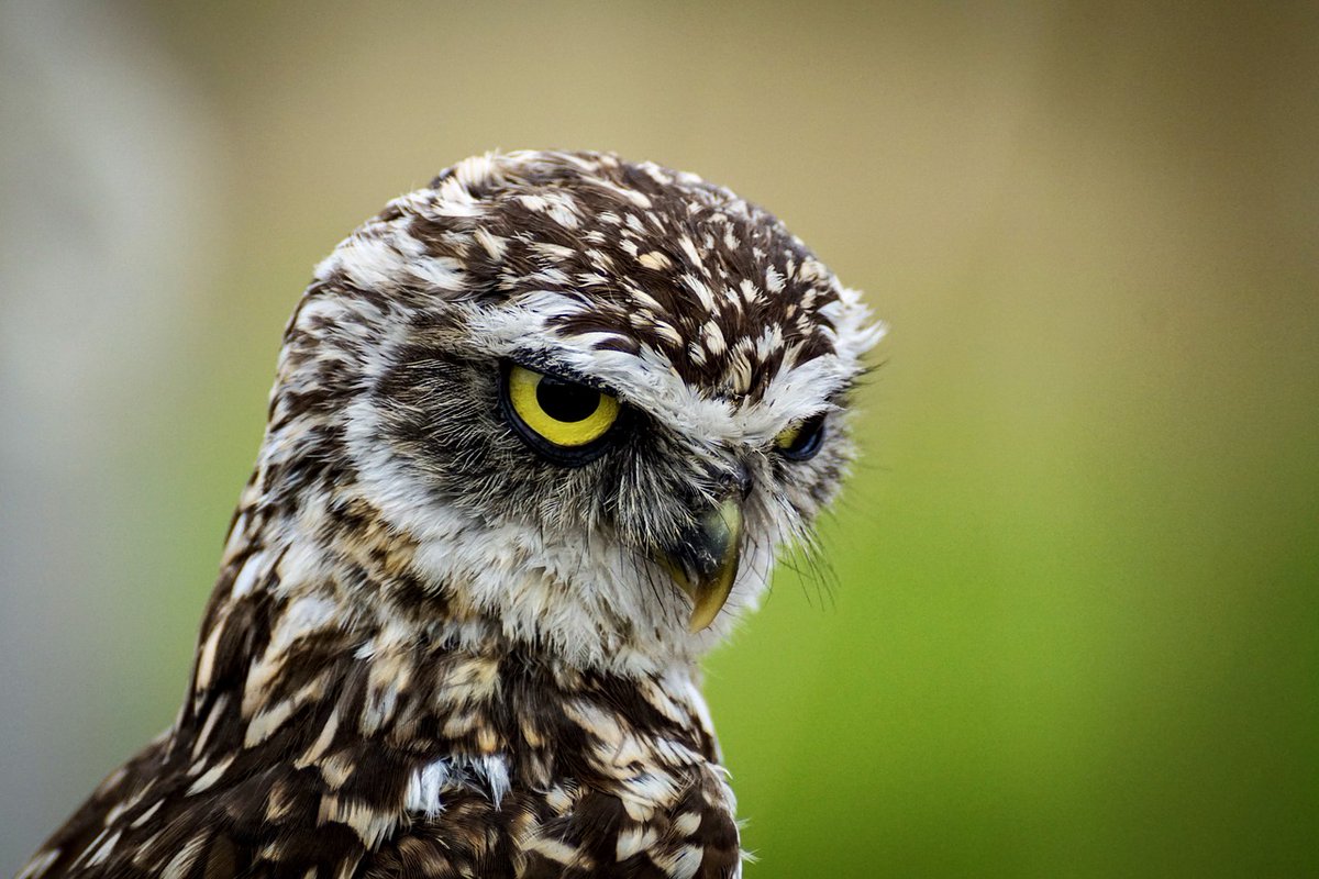 WN_Society's tweet photo. OWL EYES 👀
Did you know the eyes of an owl are not true “eyeballs.”? Their eyes are tube-shaped and completely immobile. This provides Owls with binocular like vision which fully focuses on their prey and boosts depth perception.
#WildNeighbours #WildlifeWednesday https://t.co/DiZH5eQeQf