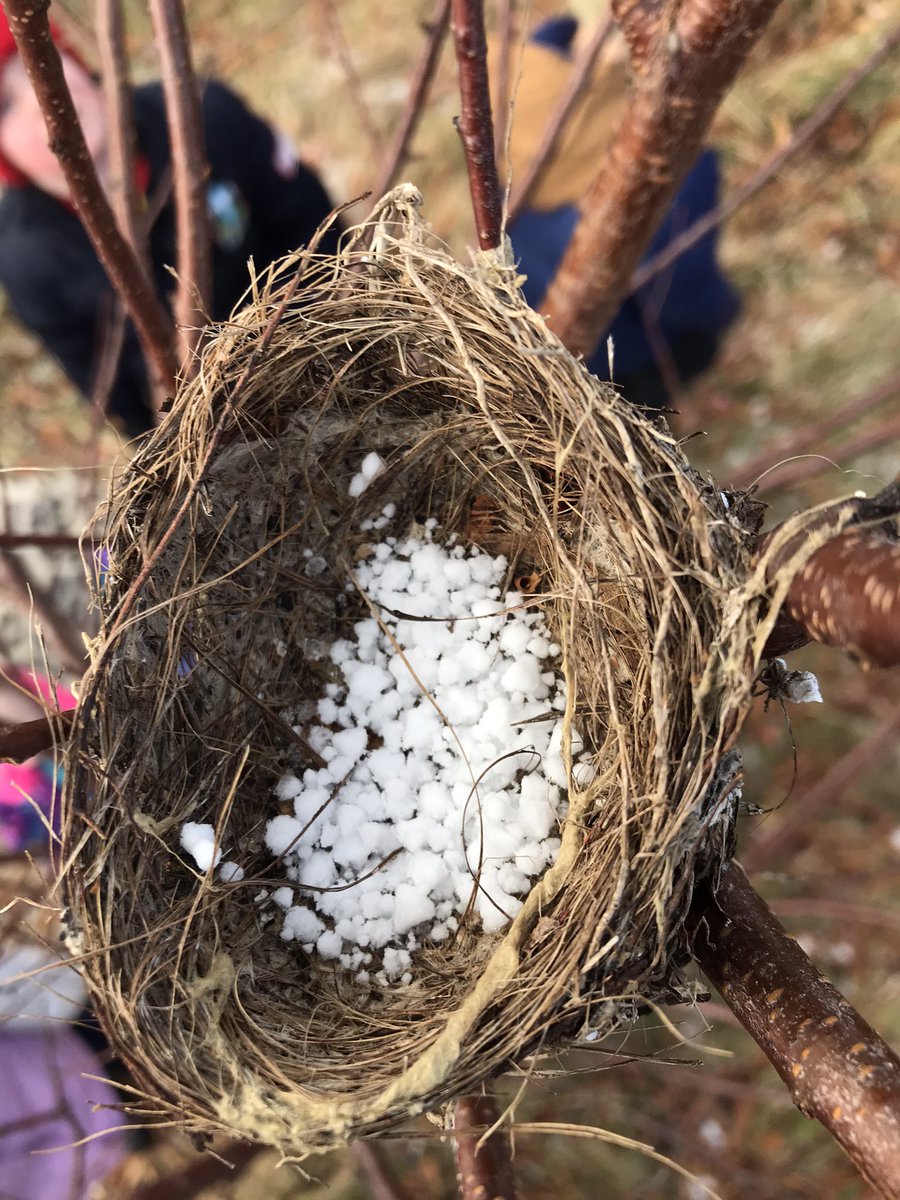 ms_stevenson_nl's tweet photo. Snowfall wonders! Ss were so inquisitive today...why are the flakes like little snowballs? Why is there more snow in some places than others? Why is there so much snow in the bird nest? And lastly, are we ready for winter?!? #seasonschange #winterclothes #roseycheeks https://t.co/7zDNq2d1UD