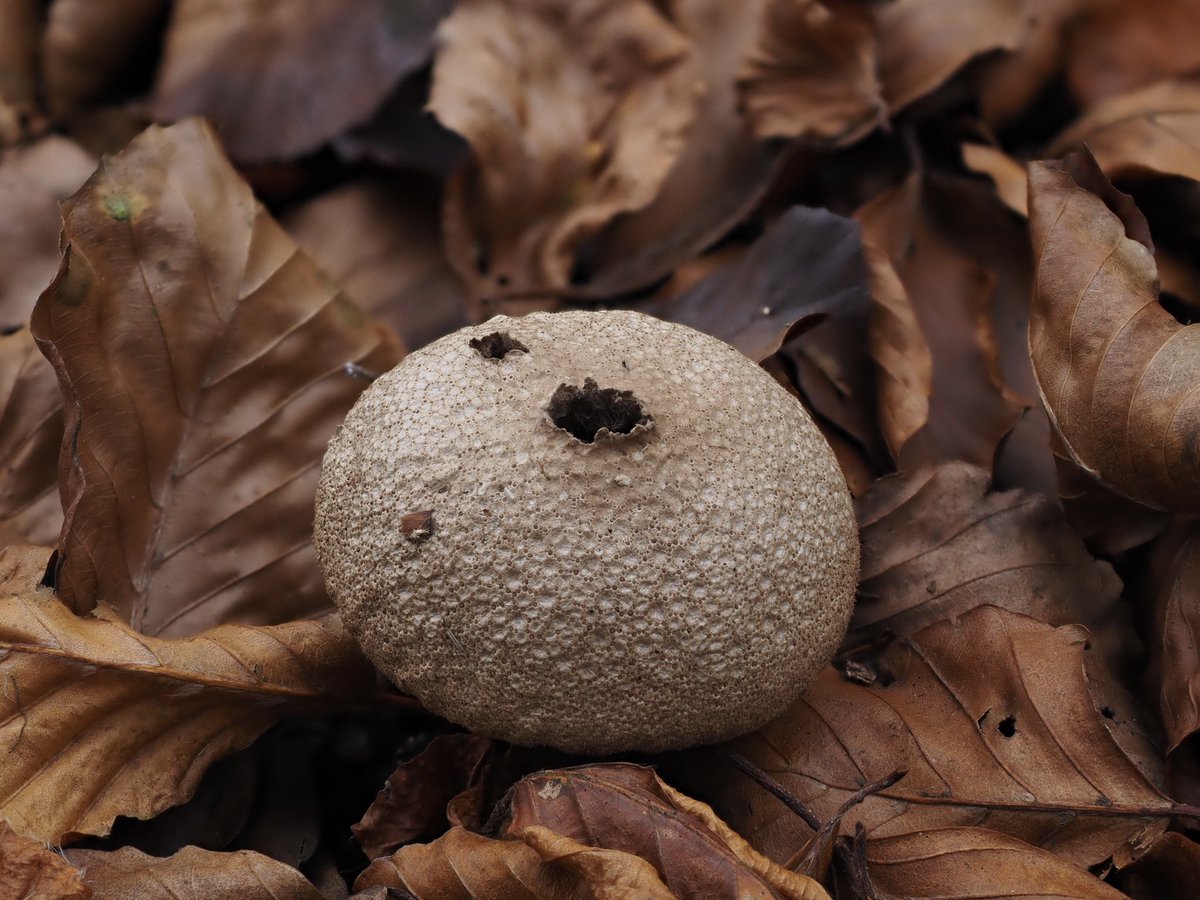 suerob50's tweet photo. It was lovely being in the Forest today. The sun shone, it rained, then the sun came out again. #CommonPuffball #WhiteSaddle #Fungus also possibly #Psathyrellaceae family? @SussexWildlife https://t.co/JgRPyDdoEh