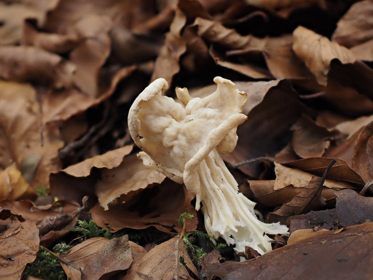 suerob50's tweet photo. It was lovely being in the Forest today. The sun shone, it rained, then the sun came out again. #CommonPuffball #WhiteSaddle #Fungus also possibly #Psathyrellaceae family? @SussexWildlife https://t.co/JgRPyDdoEh
